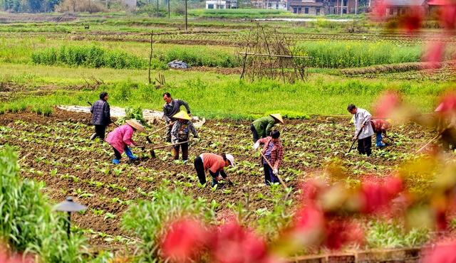 常宁 田间 村民 管理农作物