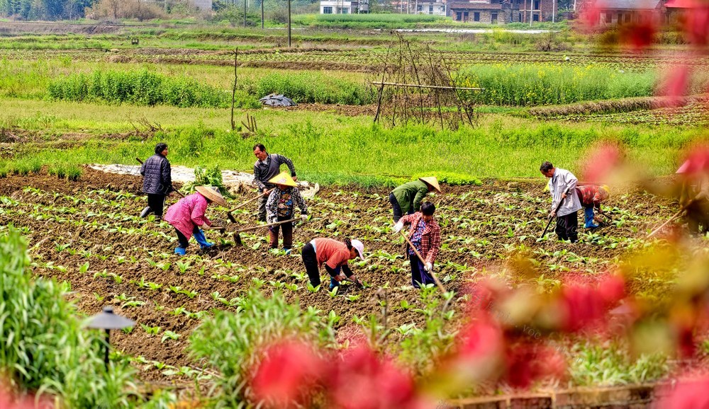 常宁 田间 村民 管理农作物