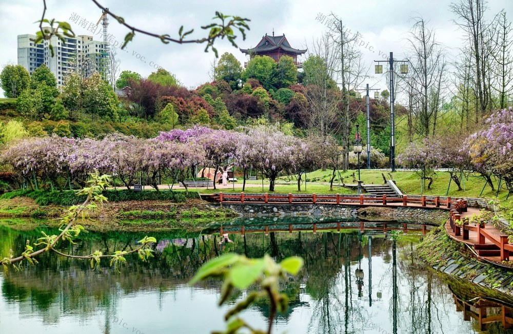 紫藤花开 春意盎然
