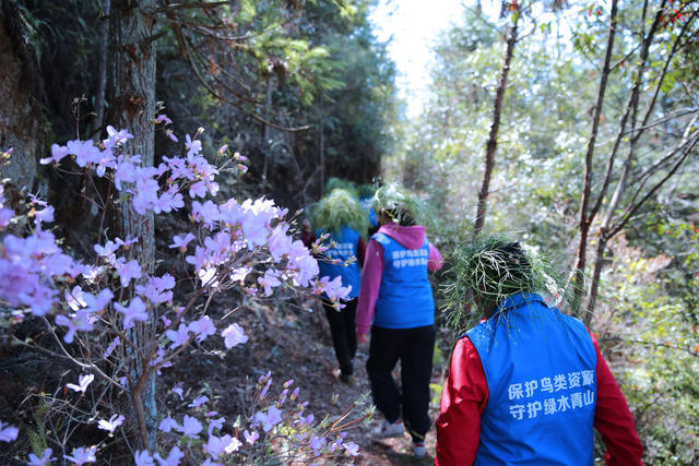 千年鸟道、桂东、星火志愿者协会、候鸟北迁、巡山护鸟、保护鸟类资源、绿水青山