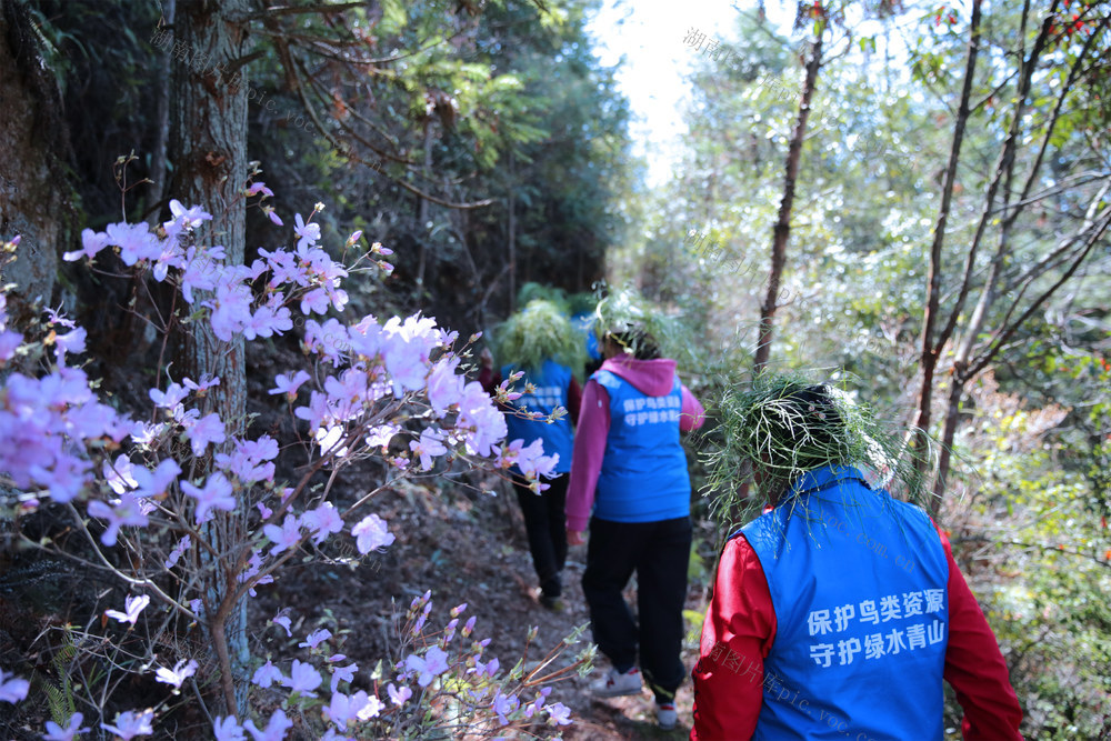 千年鸟道、桂东、星火志愿者协会、候鸟北迁、巡山护鸟、保护鸟类资源、绿水青山