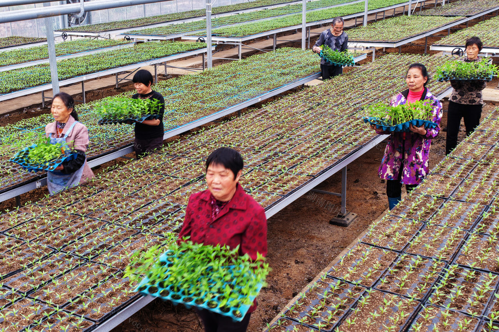 嘉禾：爱心菜苗赠村民