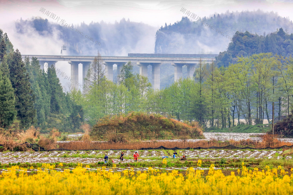 湖南，龙山，节气，清明，农事，春耕，生产，繁忙