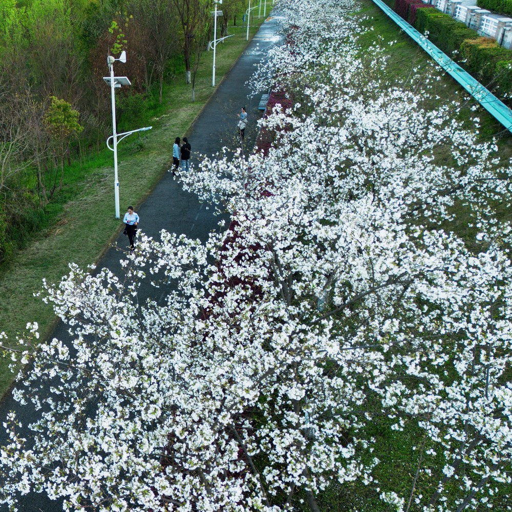 湘江风光带，樱花盛开
