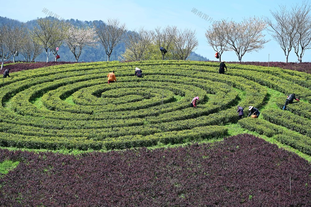 采茶忙