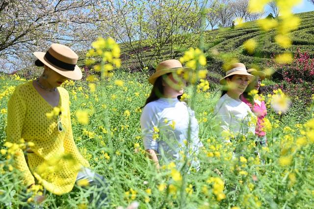 茶乡花海