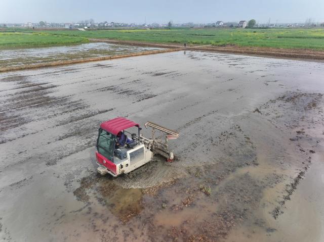 春耕  稻田  早稻  耕整机