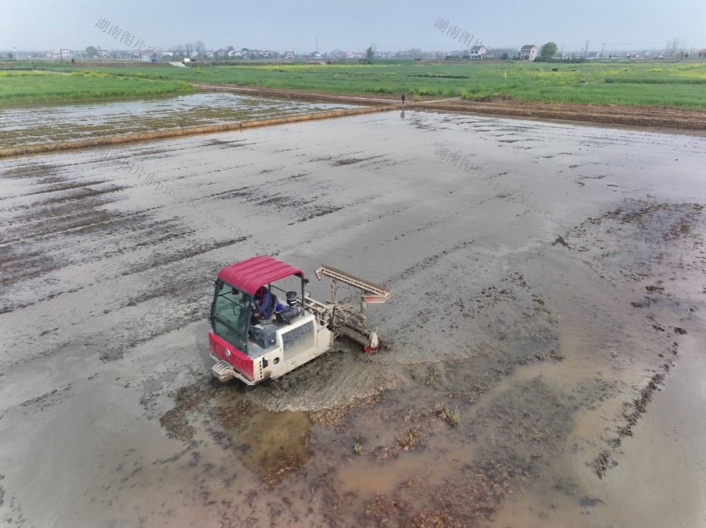 春耕  稻田  早稻  耕整机