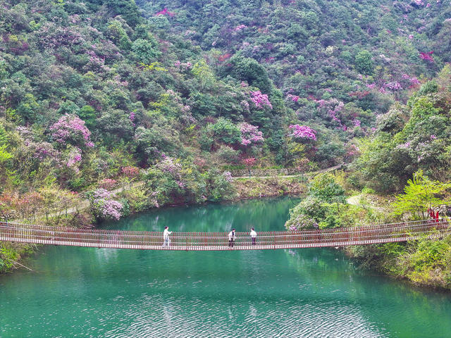 踏青  赏花  休闲  山花烂漫 阳明山国家森林公园