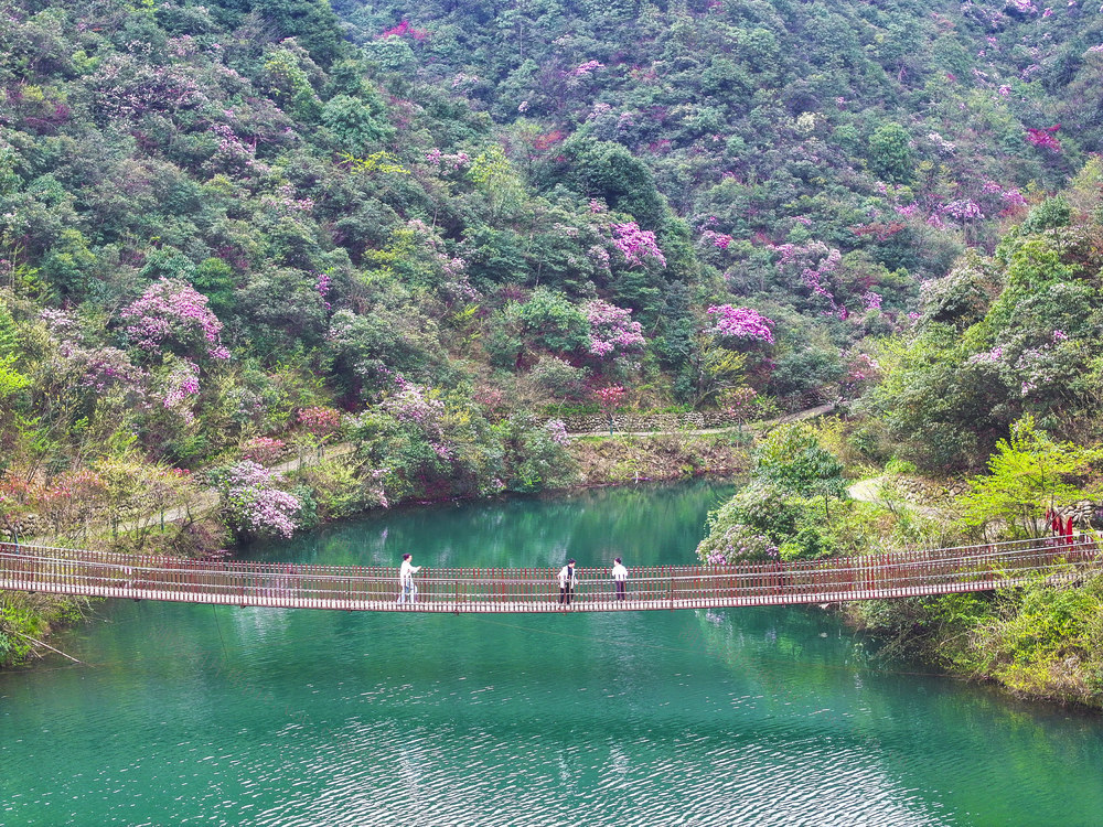 踏青  赏花  休闲  山花烂漫 阳明山国家森林公园