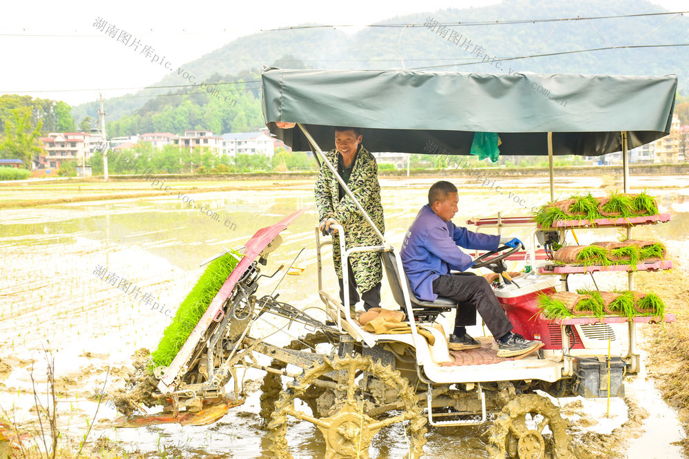 早稻机插忙