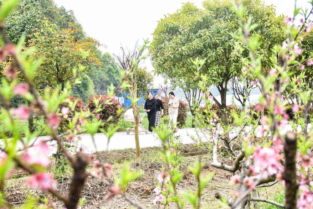 沙坪桃花醉游人