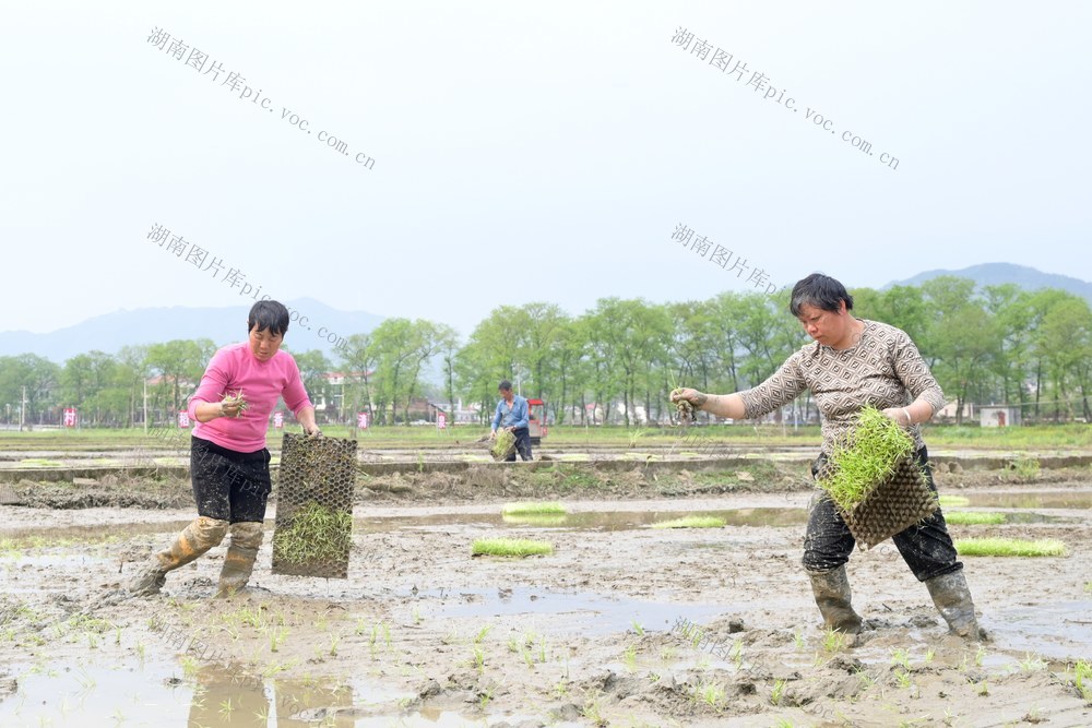 春插  插秧  抛秧  春耕  农忙  清明  双季稻  粮食生产