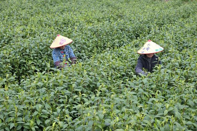 清明节 农事 采茶