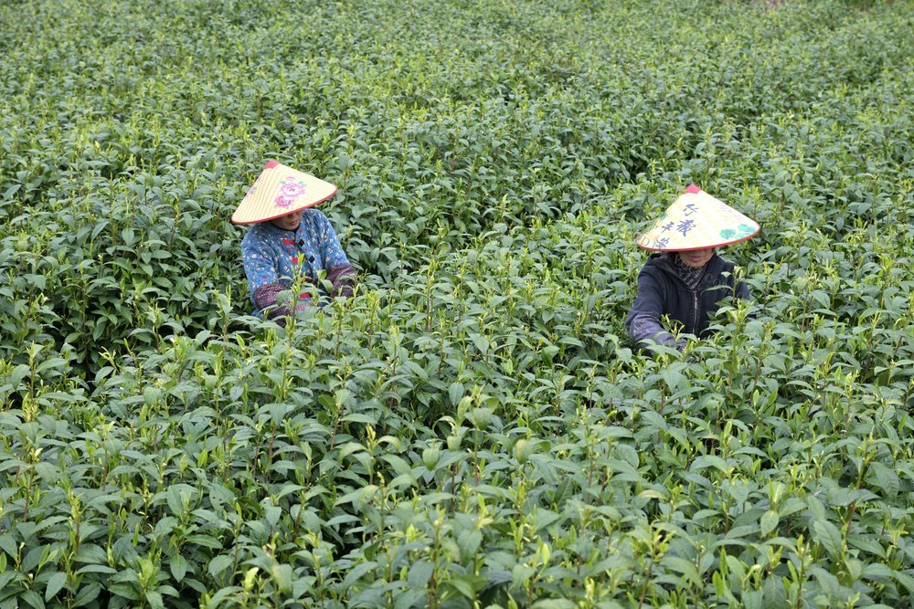 清明节 农事 采茶
