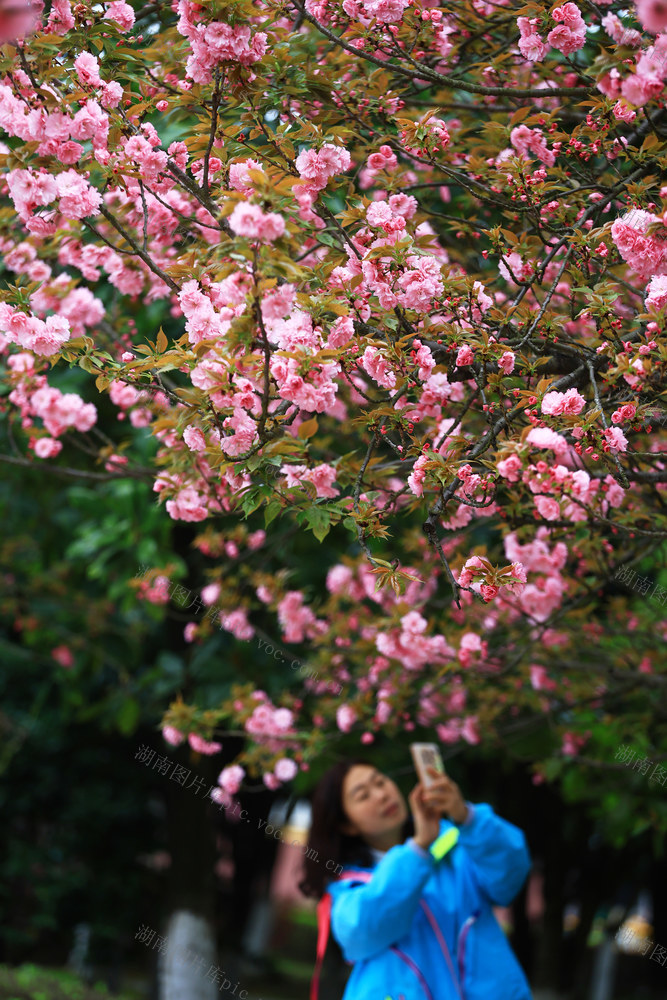 怀化学院 樱花 春暖