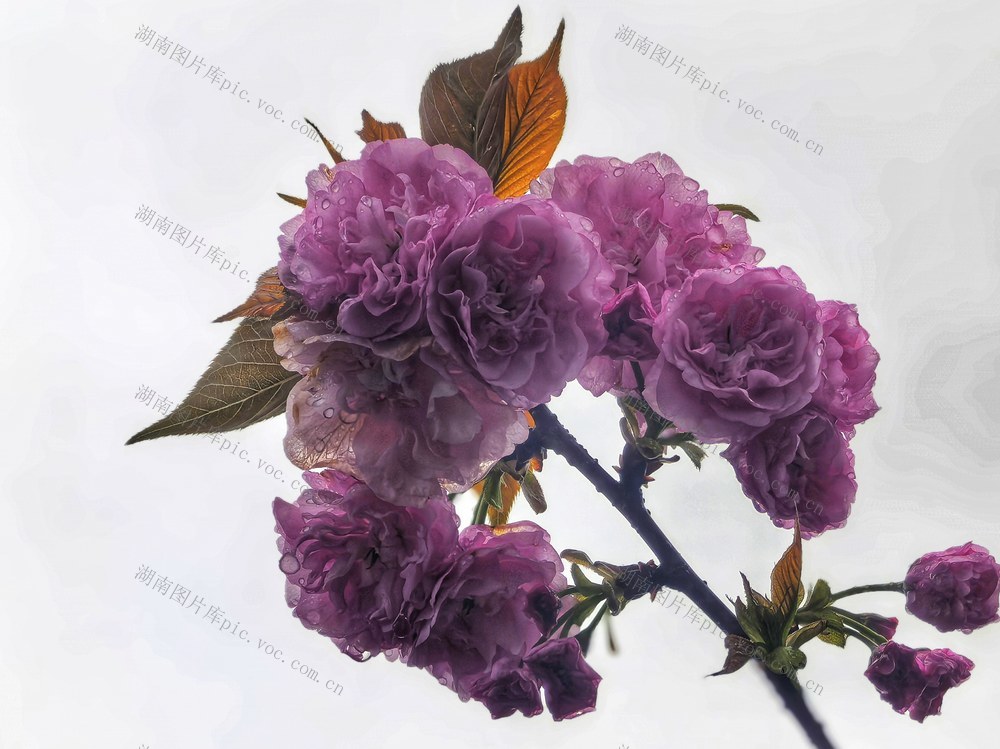 雨后 红樱 春天 鲜花 