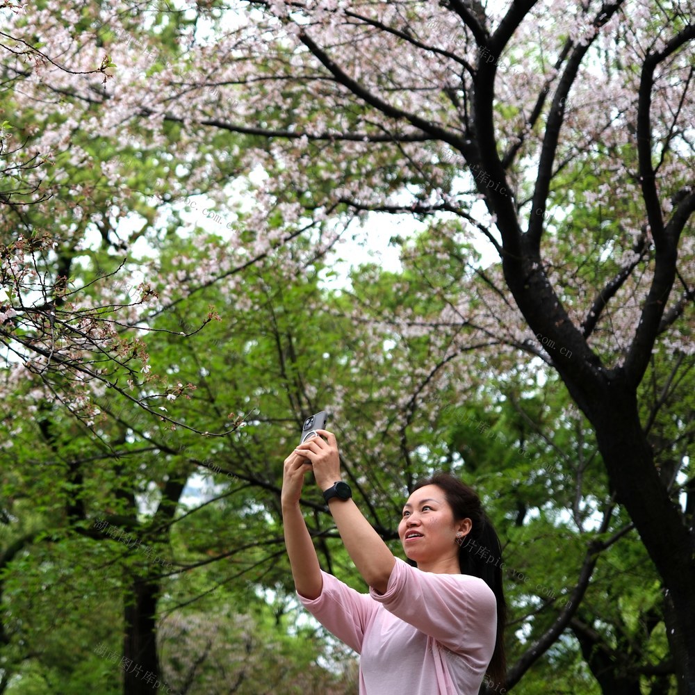 樱花盛开，晓园公园