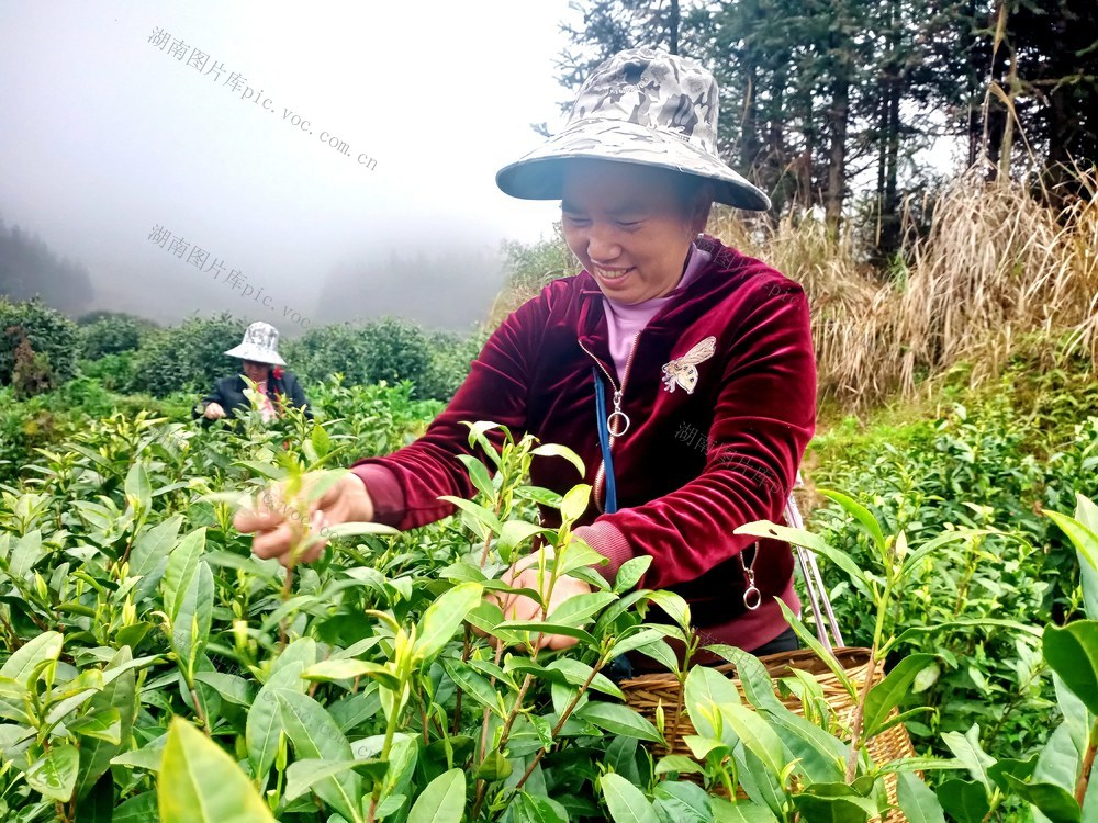 采摘 茶 增收