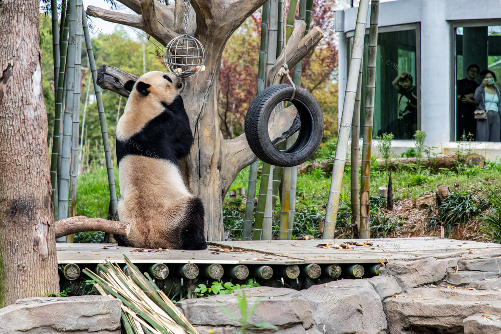清明假期  岳阳熊猫  游客如织