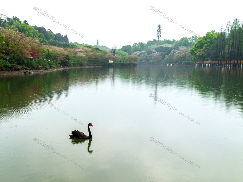 樱花绽放，湖南省植物园樱花绽放