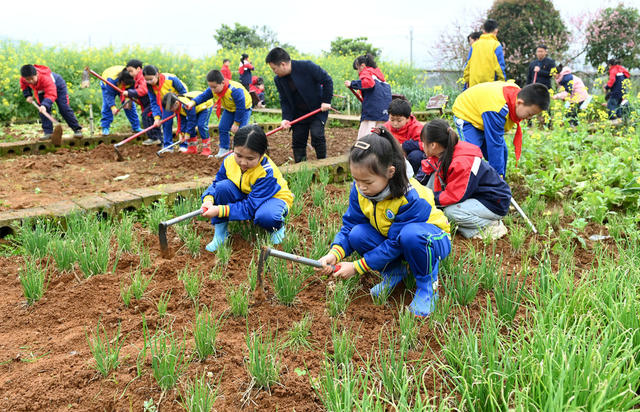 农耕 文化 劳动 实践 基地 教育 学校 学生 农耕文化 技能 校园 菜地 