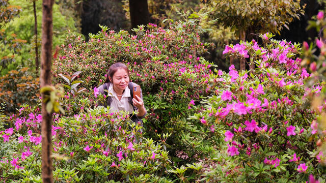 杜鹃花开
