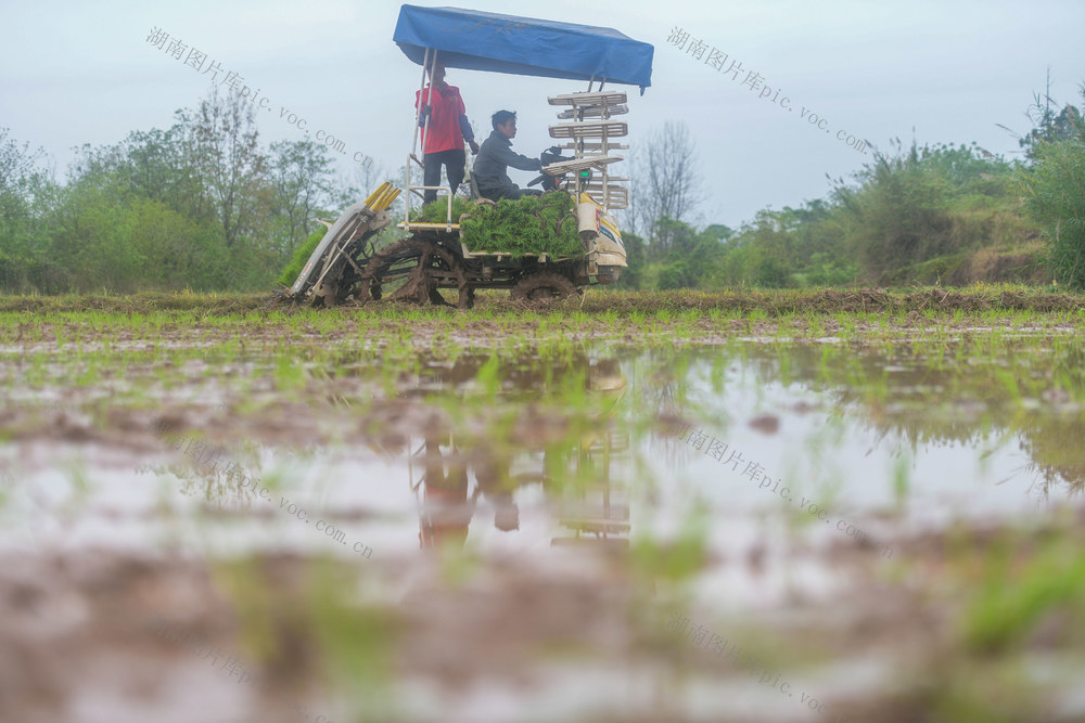 湖南道县：早稻插秧忙