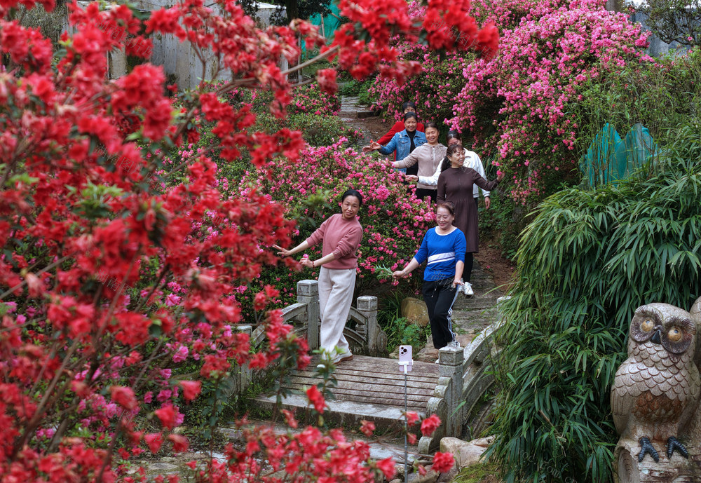 桂东野生杜鹃、杜鹃次第盛放、湘南春日、云端花海、桂东杜鹃王国、八面山杜鹃、春日赏花
