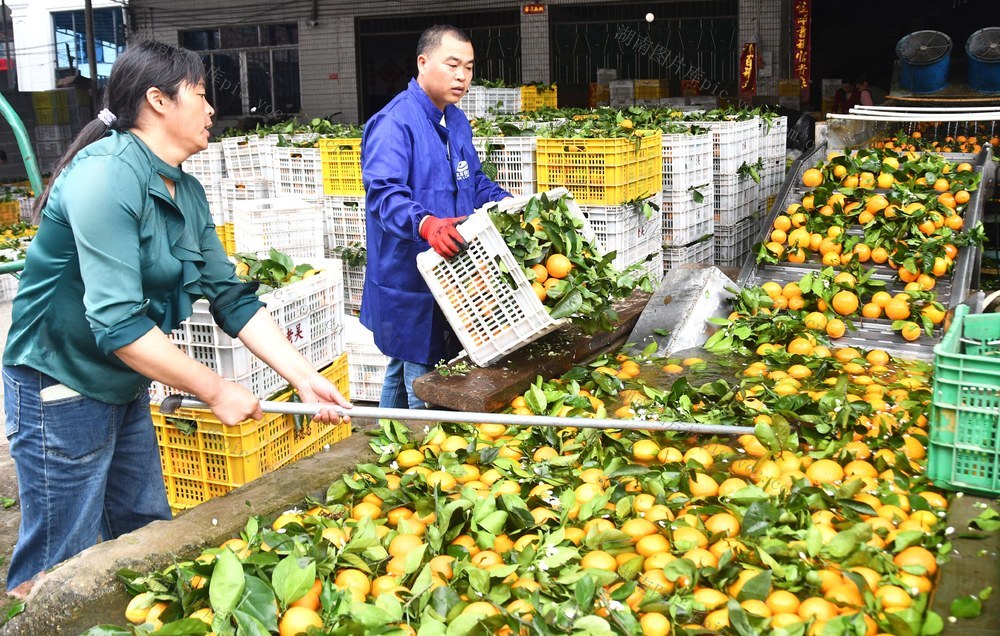 夏橙“抢鲜”上市