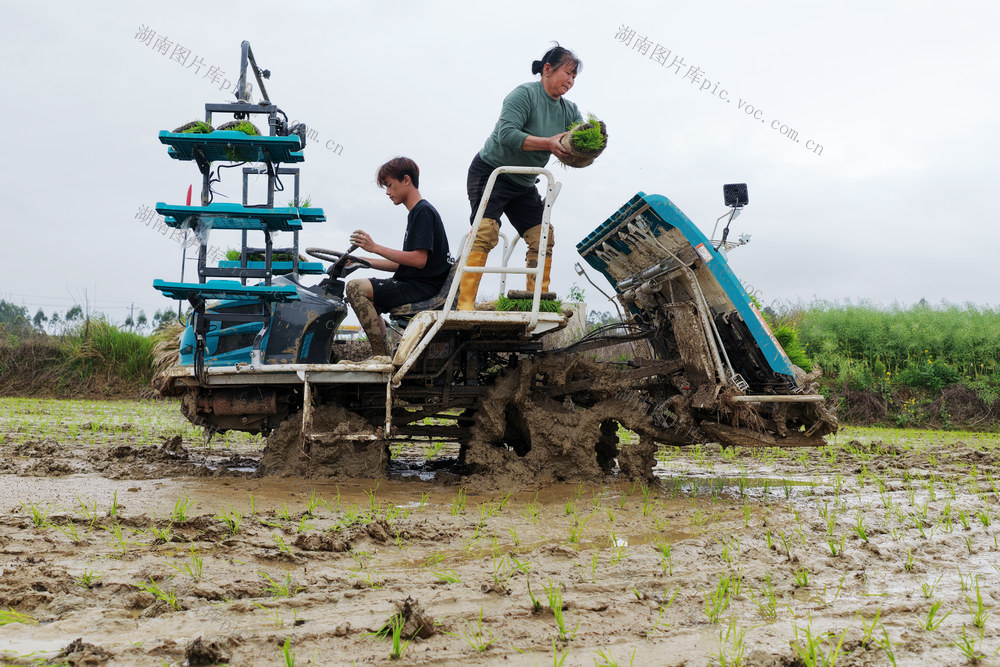 嘉禾：早稻产业忙