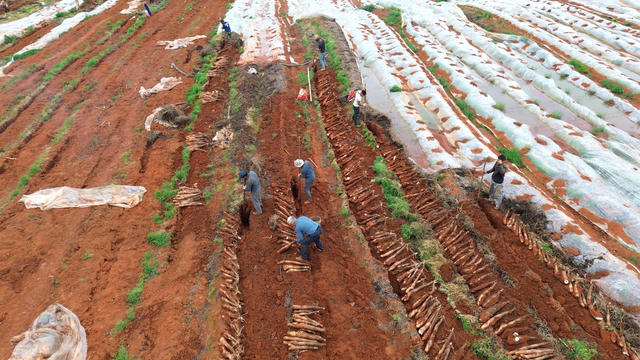 经济 农业 淮山 航拍 湖南