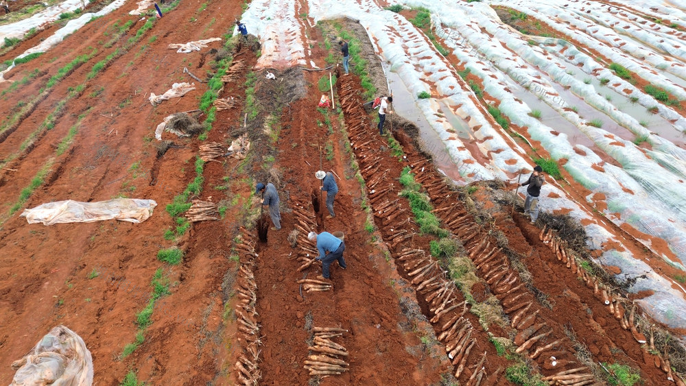 经济 农业 淮山 航拍 湖南