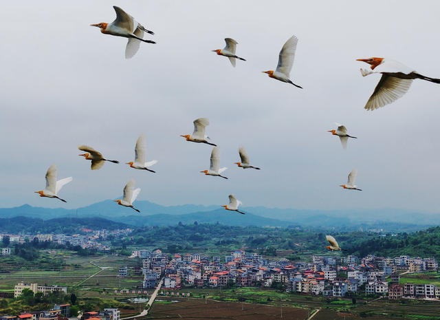 嘉禾：乡村生态美 白鹭翩翩飞