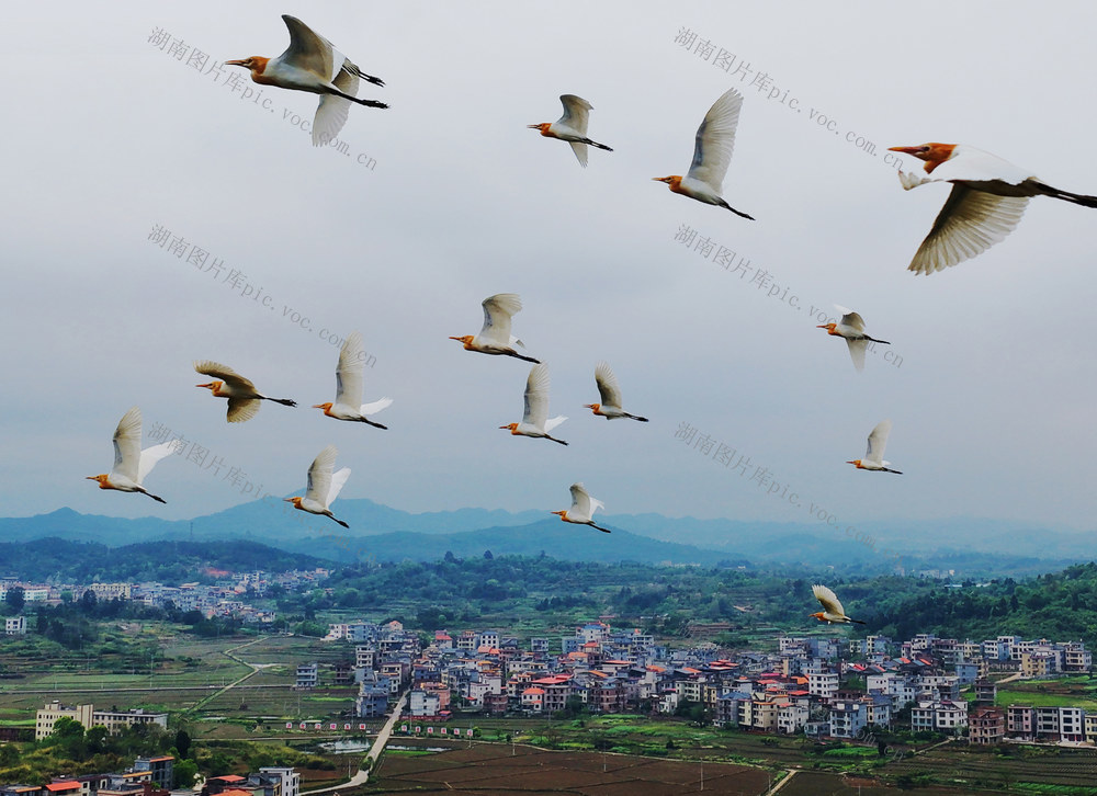 嘉禾：乡村生态美 白鹭翩翩飞