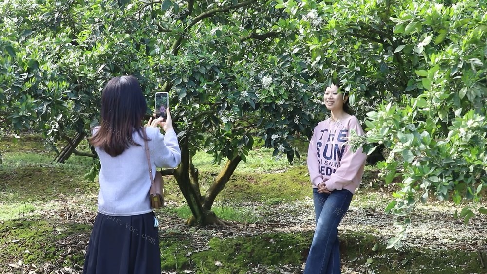 脐橙花、踏青赏花