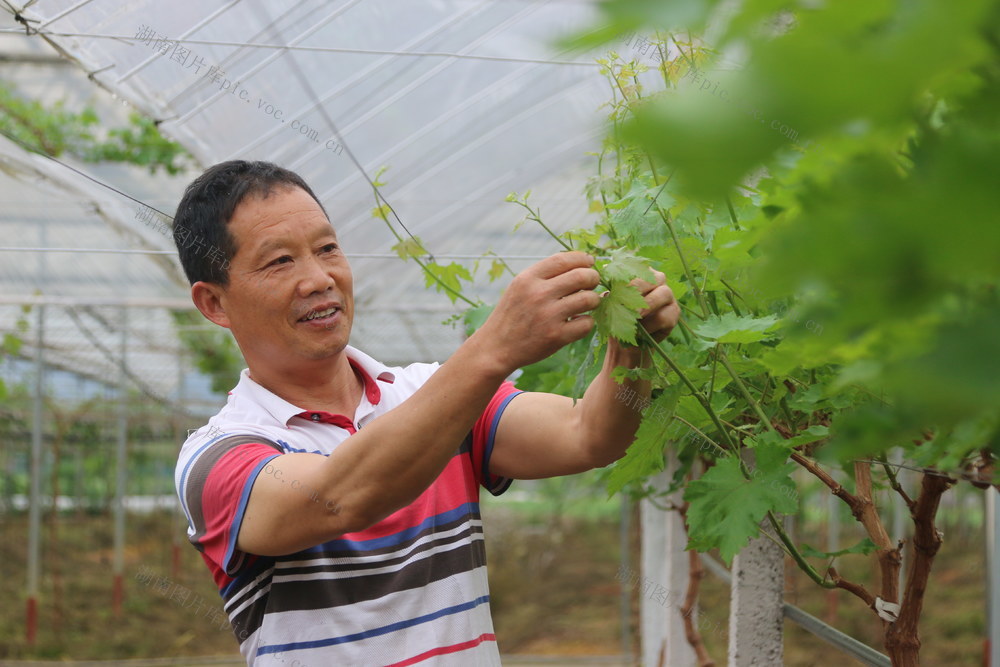 农民 产业 增收 致富 乡村振兴