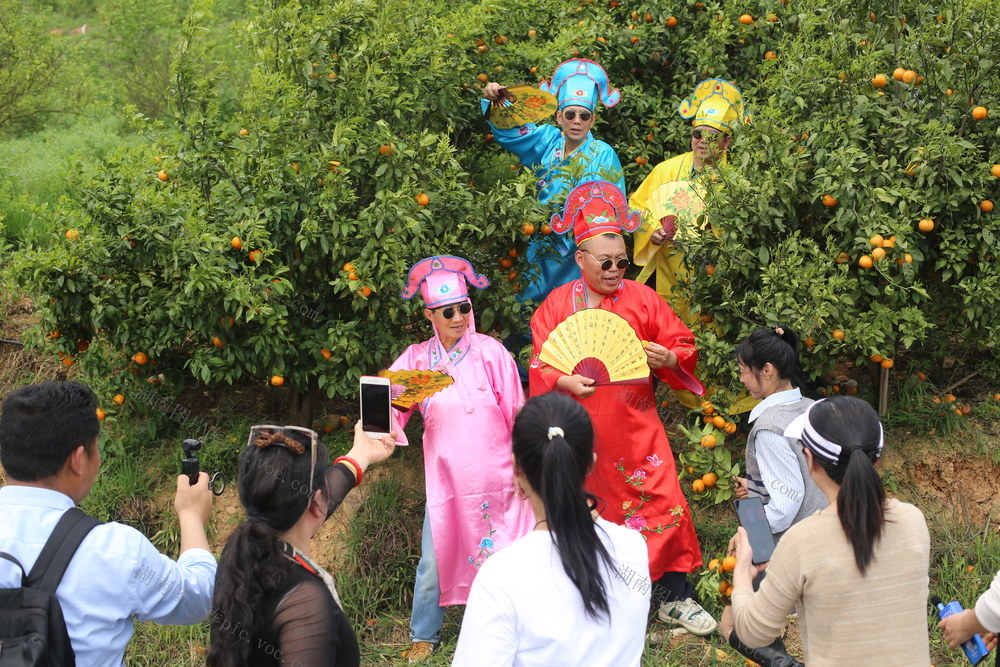 郴州市  苏仙区  坳上镇  黄泥坳村  三角铺   沃柑园  自媒体   组织  农业帮扶  直播   短视频  志愿活动  络直播  助农  助力  乡村振兴  推广  销售