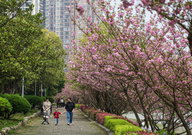 春日，樱花，怀化，鹤鸣洲，生态