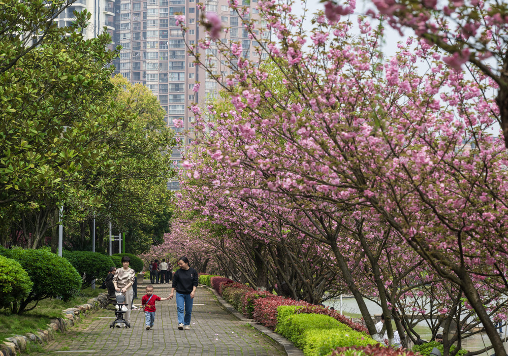 春日，樱花，怀化，鹤鸣洲，生态