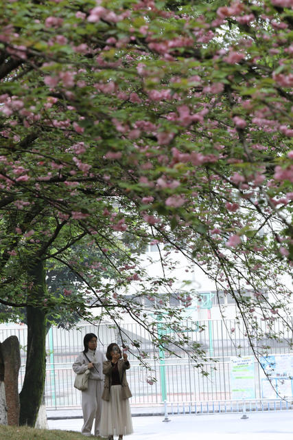 土家族 湘西 苗族 大学 校园 樱花 赏樱 游玩 美好 春光