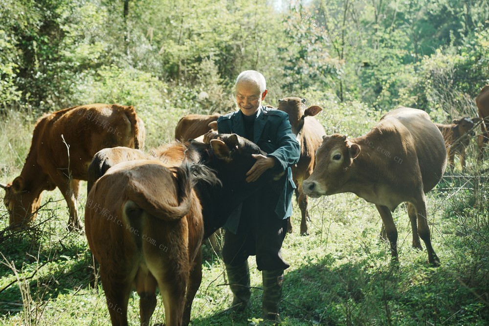 养殖、农业、畜牧业、肉牛、产业