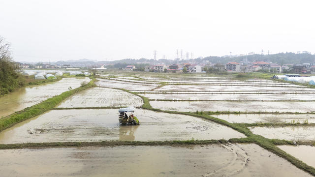 娄底 早稻 春耕 插秧