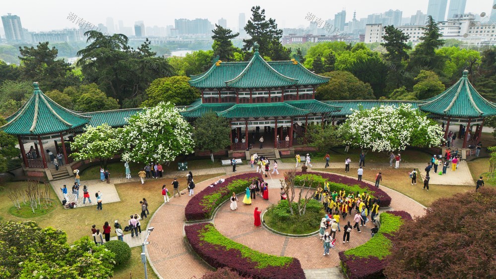 湖南烈士公园，木绣球花