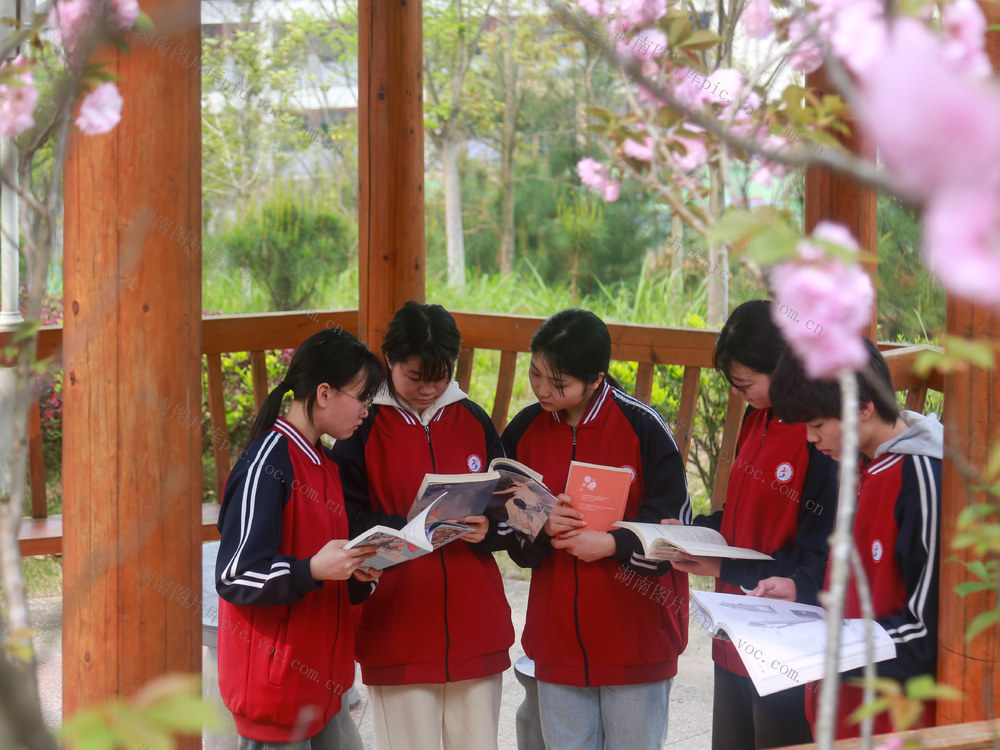 阅读、书香校园、樱花