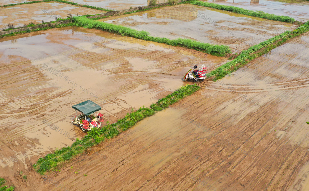 插秧机  农机  早稻  插秧  作业  田间