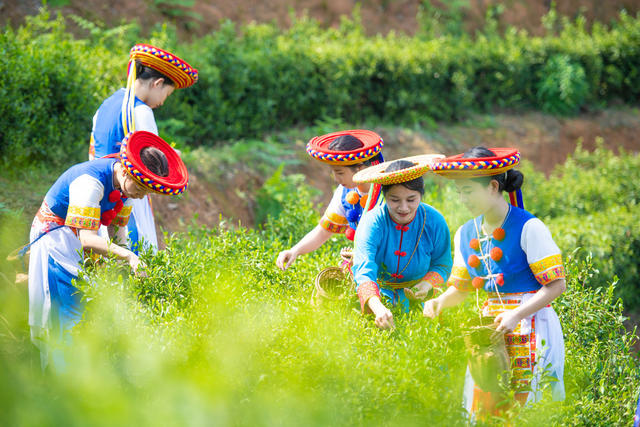 春茶 乡村振兴