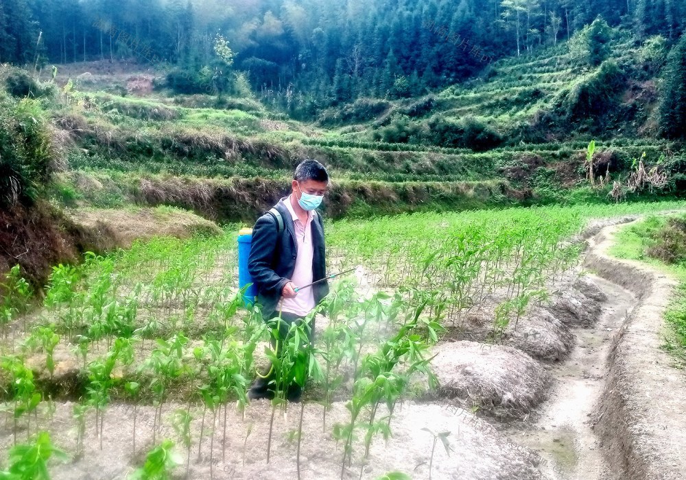 玉竹 管护 增收