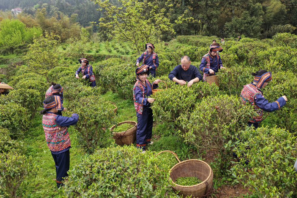 发展林下经济  助力乡村振兴