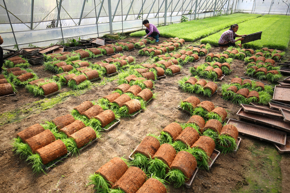 农业 三农 春耕 农忙 农民 育秧 秧苗 早稻 大棚